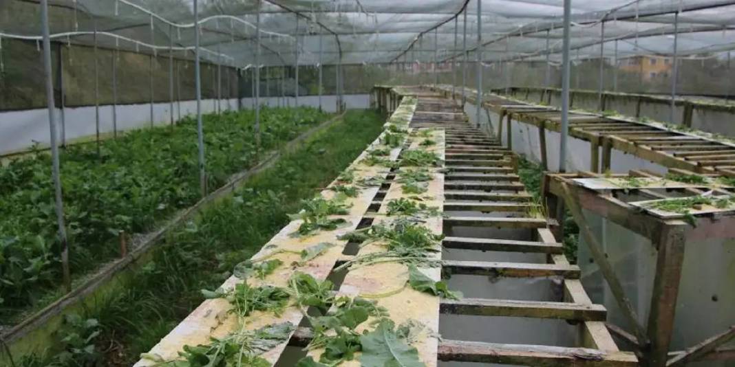 Trabzon’da üretiyor, dünya pazarında yok satıyor! İhracat potansiyeli hızla artıyor: 3 bin Euro’ya kapış kapış alıyorlar 2